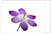 Crocus vernus, Giant Spring Crocus by Anonymous