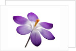 Crocus vernus, Giant Spring Crocus by Anonymous