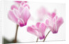 Cyclamen 'Alpine Violet' by Anonymous
