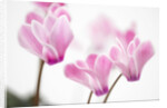 Cyclamen 'Alpine Violet' by Anonymous
