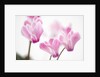 Cyclamen 'Alpine Violet' by Anonymous