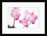 Cyclamen 'Alpine Violet' by Anonymous