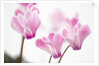 Cyclamen 'Alpine Violet' by Anonymous