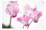 Cyclamen 'Alpine Violet' by Anonymous