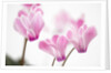 Cyclamen 'Alpine Violet' by Anonymous