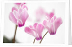 Cyclamen 'Alpine Violet' by Anonymous