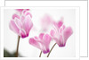 Cyclamen 'Alpine Violet' by Anonymous