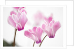 Cyclamen 'Alpine Violet' by Anonymous