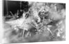 Atom Bomb Testing by Anonymous