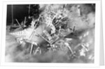 Atom Bomb Testing by Anonymous