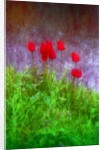 Red tulips by Anonymous