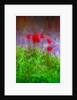 Red tulips by Anonymous