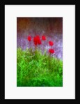 Red tulips by Anonymous