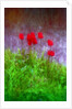 Red tulips by Anonymous