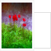 Red tulips by Anonymous