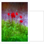 Red tulips by Anonymous
