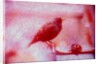 Bird on bicycle handlebar by Anonymous