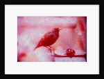Bird on bicycle handlebar by Anonymous