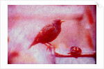 Bird on bicycle handlebar by Anonymous