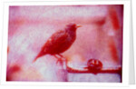 Bird on bicycle handlebar by Anonymous