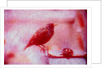 Bird on bicycle handlebar by Anonymous