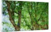 Trees by Anonymous