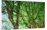 Trees by Anonymous