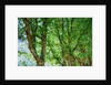 Trees by Anonymous