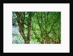 Trees by Anonymous