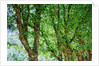 Trees by Anonymous