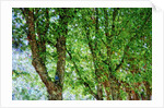 Trees by Anonymous