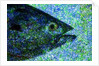 Fish by Anonymous