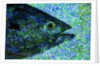 Fish by Anonymous
