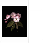 Prunus cerasus, Sour Cherry by Anonymous