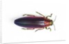 Jewel Beetle Chrysochroa fulminanas nishiyanai close-up as viewed from above by Anonymous