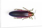 Jewel Beetle Chrysochroa fulminanas nishiyanai close-up as viewed from above by Anonymous