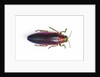 Jewel Beetle Chrysochroa fulminanas nishiyanai close-up as viewed from above by Anonymous