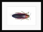 Jewel Beetle Chrysochroa fulminanas nishiyanai close-up as viewed from above by Anonymous