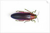 Jewel Beetle Chrysochroa fulminanas nishiyanai close-up as viewed from above by Anonymous