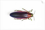 Jewel Beetle Chrysochroa fulminanas nishiyanai close-up as viewed from above by Anonymous
