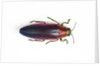 Jewel Beetle Chrysochroa fulminanas nishiyanai close-up as viewed from above by Anonymous