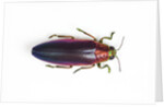 Jewel Beetle Chrysochroa fulminanas nishiyanai close-up as viewed from above by Anonymous