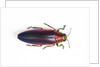 Jewel Beetle Chrysochroa fulminanas nishiyanai close-up as viewed from above by Anonymous