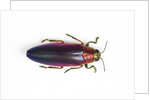 Jewel Beetle Chrysochroa fulminanas nishiyanai close-up as viewed from above by Anonymous
