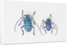 Horned Beetle Pseudomyagrus waterhousei in light blue coloration larger female and smaller male by Anonymous