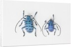 Horned Beetle Pseudomyagrus waterhousei in light blue coloration larger female and smaller male by Anonymous