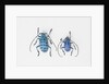 Horned Beetle Pseudomyagrus waterhousei in light blue coloration larger female and smaller male by Anonymous