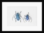 Horned Beetle Pseudomyagrus waterhousei in light blue coloration larger female and smaller male by Anonymous