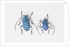 Horned Beetle Pseudomyagrus waterhousei in light blue coloration larger female and smaller male by Anonymous
