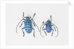 Horned Beetle Pseudomyagrus waterhousei in light blue coloration larger female and smaller male by Anonymous